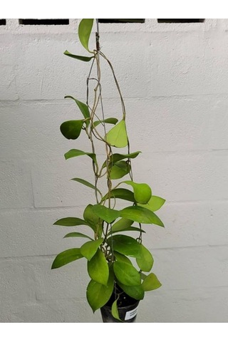 1 Metre Mum Çiçeği Hoya Carnosa Kokulu Çiçekleri Pembe Beyaz Renklidir