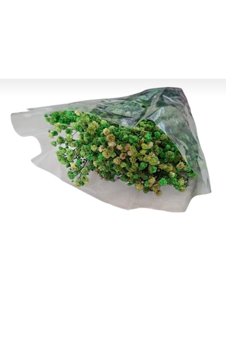 Şoklanmış Kurutulmuş Cipso Çiçeği 1 Demet 50-60gr - 35-45cm Yeşil