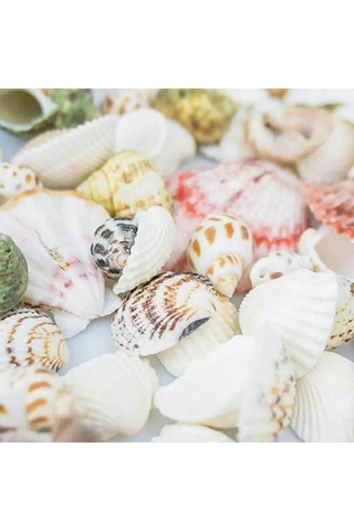 Dofolink 100g Doğal Deniz Kabukları - Akvaryum, Bahçe, Foto Çerçevesi Ve Su Flakonları İçin Dekoratif Dıy Malzeme 30-35 Adet