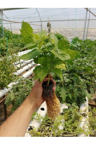 TOPRAKSIZ TARIM 100 ADET FİLE SAKSI 5*5CM