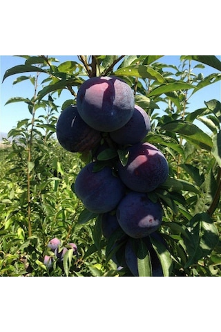 Tüplü Aşılı İri Verimli Black Star Siyah Japon Erik Fidanı