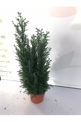 Videolu Elwoodi Ev Çamı 30-40 Cm Ev Ofis Bitkisi Kalıcı Susuzluğa Dayanıklı İran Çamı