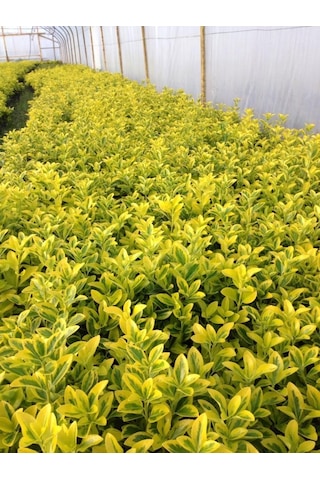 Gold Taflan 50 Adet - Sarı Çit Bitkisi