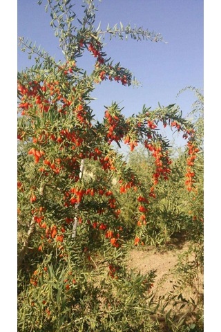 12 Adet Gojiberry Fidanı Karışık Sarı Siyah Kırmızı Tüplü Aşılı 12 Ay Dikim..........
