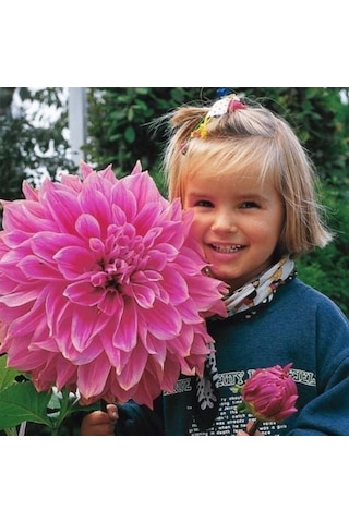 Dev Çiçekli Lavender Perfection Dahlia Yıldız Çiçeği Soğanı Yumrusu 1 Adet