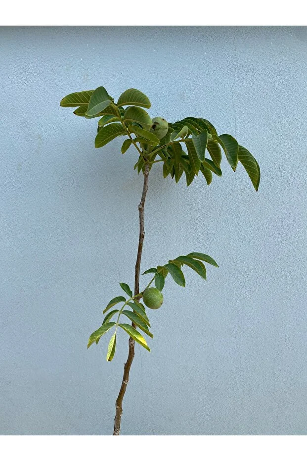 Chandler Cinsi 2 Yaş Meyve Veren Ceviz Fidanı Tüplü Yaklaşık 125 Cm Canlı Ve Sağlıklı