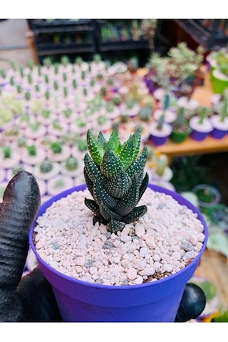 Haworthia Reinwardtii Özel Tür Haworthia