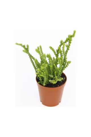 Crassula Muscosa - 10 Adet Sukulent - Teraryum Bitkisi