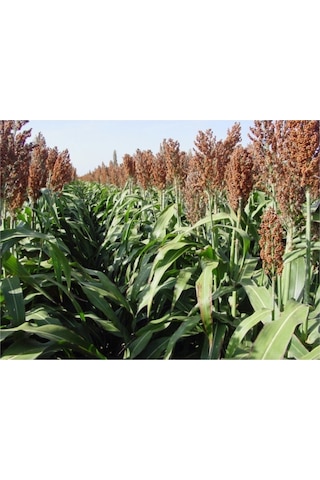 Sorgum Sudan Otu Tohum 1 Kg
