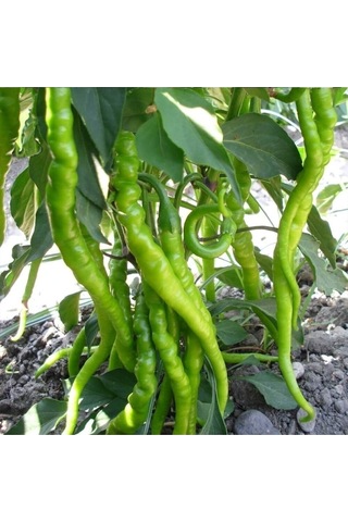 Tohumculuk Tatlı Kıl Biber Tohumu 5 Gr Ata Tohum