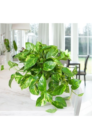 Salon Sarmaşığı Pothos -  Ev Ofis Bitkisi