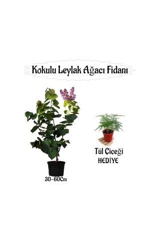 Kokulu Leylak Ağacı Fidanı 1 Adet Saksılı+tül Kuşkonmaz Çiçeği