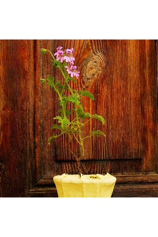 Itır (Pelargonium graveolens)