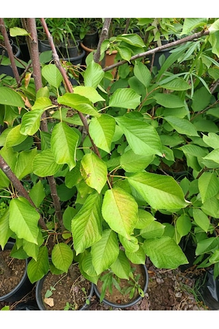 Yeşil Deniz Fidancılık Tüplü Regina Kiraz Fidanı 100-150 Cm