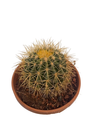 Echino Kaktüs / Golden Barrel Cactus