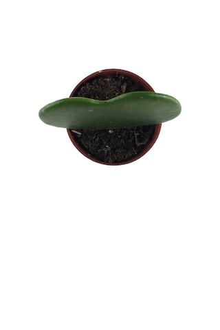 Hoya Kerrii (Mum Çiçeği) Ø5,5 CM Y0-10 CM