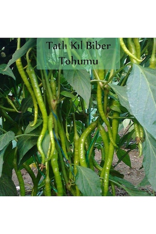 6 Paket Tohum No9 Halep Karası Patlıcan Tohumu Salatalık Domates Tatlı Acı Kıl Biber Maydanoz Tohumu 1 Set