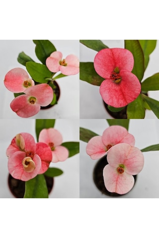 Tayland Milii - Dikenler Tacı İri Açık Pembe Çiçek Açan Bitki Boyu 5-7 Cm'dir 5.5cm Saksılı