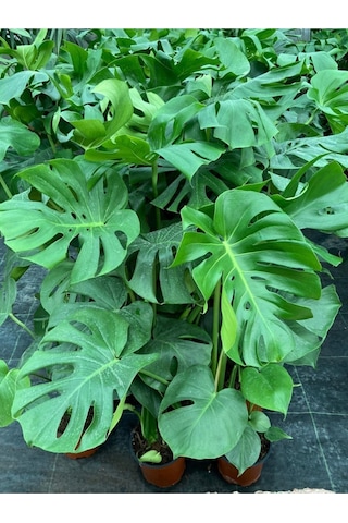 Deve Tabanı Monstera Deliciosa Ithal Orta Boy