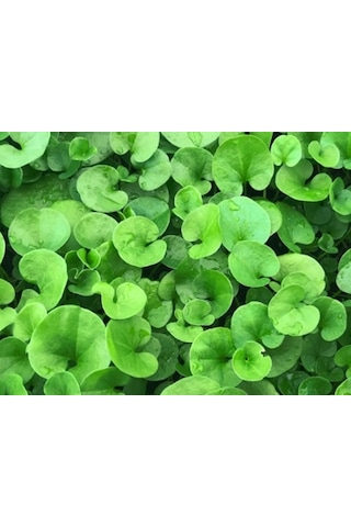 Dichondra Repens Fare Kulağı Çim Tohumu 1KG Dichondra Repens Fare Kulağı Çim Tohumu 1KG