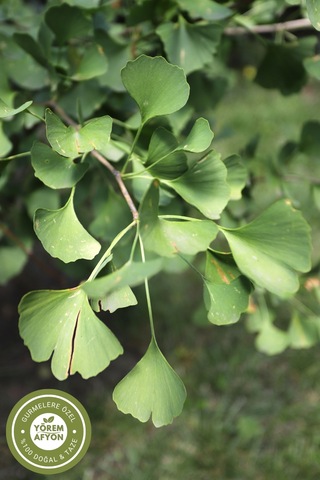 Yörem Afyon Meşhur Trabzon Ginkgo Biloba Yaprağı, Mabet Ağacı Yaprağı 55gr.