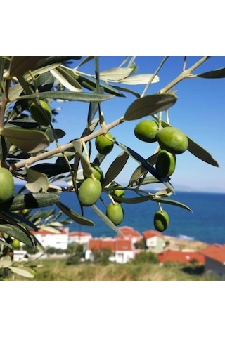 Sınırlı Stok Tüplü Tunus Menşei Chemlali Zeytini Fidanı