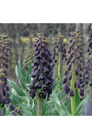 Fritillaria Persica Mor Renkli Ters Lale Soğanı