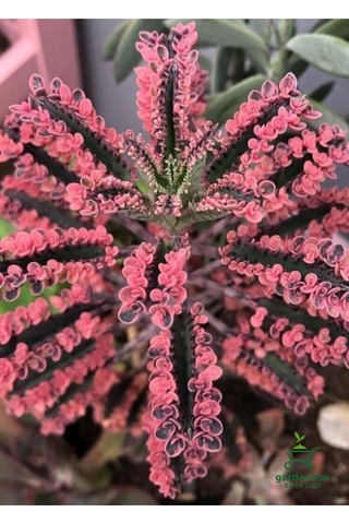 Pembe Renk Kalanchoe Daigremontiana 1 Saksılı 10-15cm