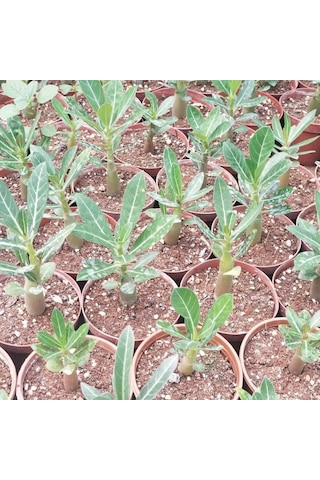 Arabic Adenium Çöl Gülü Çiçeği Fidanı 2988