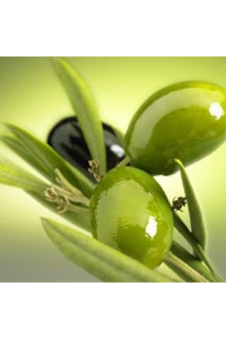 3 Adet Edremit Zeytin Fidanı 1.5 Yaş Tüplüdür