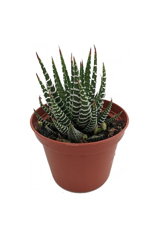 Haworthia Fasciata Zebra 20 Adet