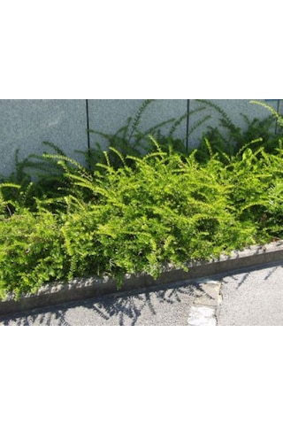 Bodur Hanımeli Lonicera Nitida Fidanı Bodur Çit Bitkisi 1-2 Yaş