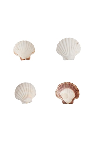 Doğal Dekoratif Deniz Kabuğu 10-12 CM 1 Adet