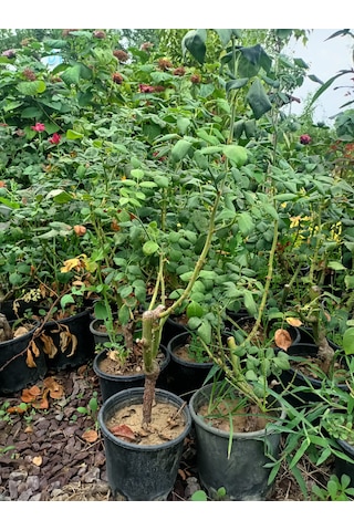 Yediveren Gül Fidanı 30-70 Cm