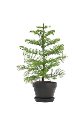 Japon Şemsiyesi 40-60cm 1 Adet Saksılı+salon Çamı 30-40 Cm 1 Adet Saksılı