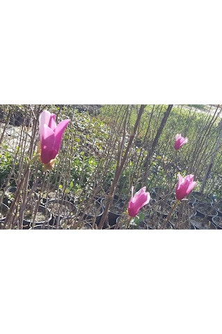Saray Lalesi Yaprak Döken Manolya 130-150 Cm. 24cm. Çapında S...