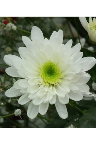 Kasımpatı Krizantem Chrysanthemum Beyaz 5 Adet