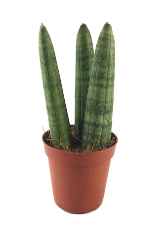 Sansevieria Cylindrica (Paşa Kılıcı) Ø5,5 CM H10-15 CM