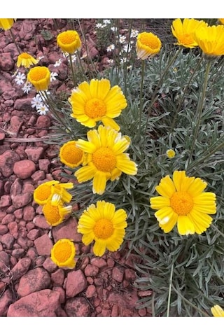 Çeşme Papatyası Sarı Renkli 20 40 Cm 1 Adet Saksılı Canlı Bitki Osteospermum