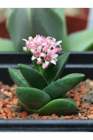 Crassula Springtime - 20 Adet Sukulent - Teraryum Bitkisi