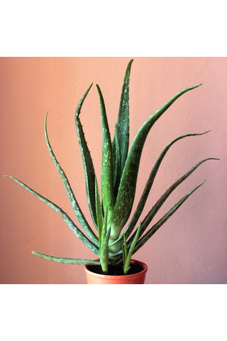Saksıda Aloe Vera Fidanı