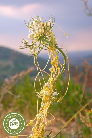 Yörem Afyon Meşhur Mardin Yöresinin Kalbinden Gelen Şifa Nişanesi İkşut Otu, Küsküt Cuscuta Chinensis 60gr.