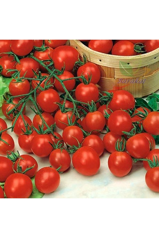 Chery Domates 250 Tohumu "Oturak"