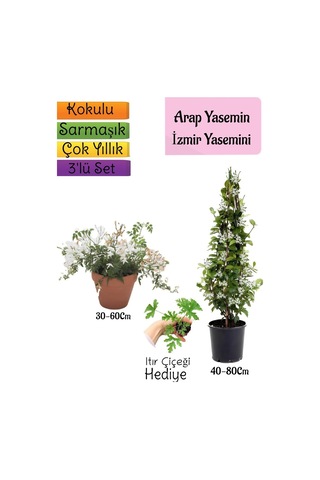 Kokulu Arap Yasemini+klasik İzmir Yasemin+ıtır Çiçeği Hediyeli 3'lü Bahçe Seti