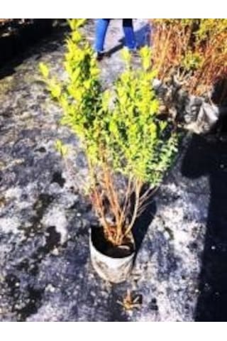 Gojiberry Turkiye Yaban Mersini Fidanı Mavi Yemiş Blueberry 2 Yaş