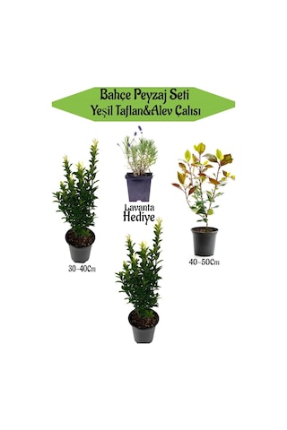 Bahçe Seti 2 Adet Yeşil Taflan+1 Adet Alev Çalısı + Lavanta