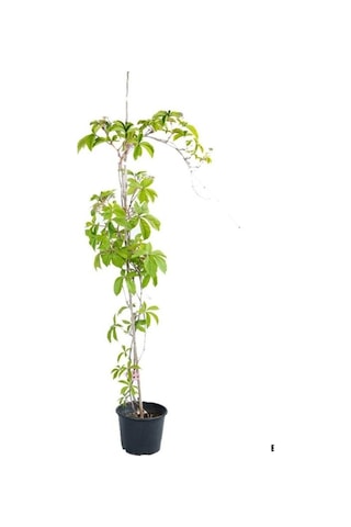 Kışın Kırmızı Renkli Duvar Sarmaşığı 45-70cm Saksılı/tüplü Bahçe Peyzaj Bitkisi