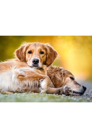 Castorland 260 Parça Peaceship Forever Puzzle