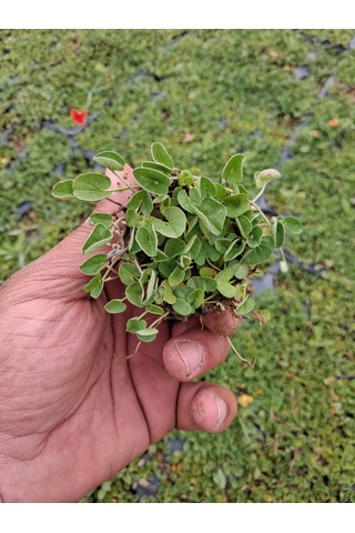 Fare Kulağı Dichondra Repens