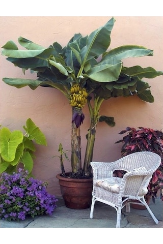 Bodur Muz Tohumu Cavendish Dwarf Banana
